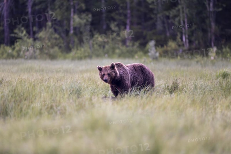 Brown bear