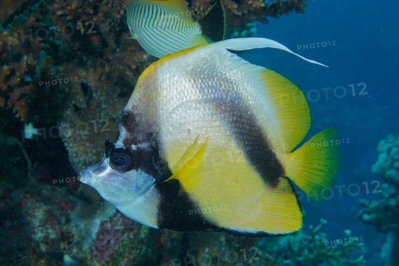 Red sea bannerfish