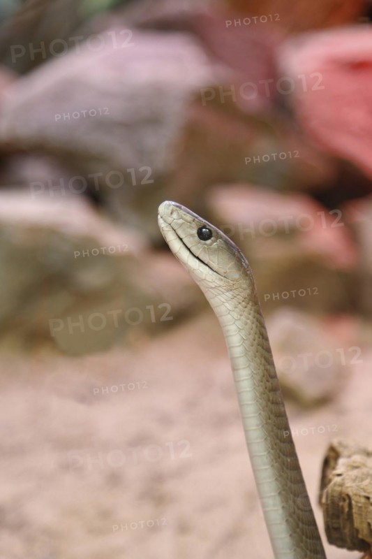 Black mamba
