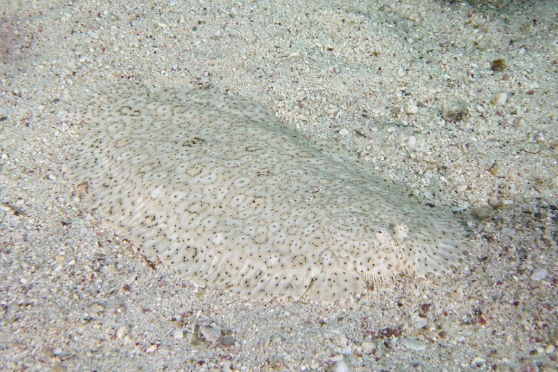 Well camouflaged finless sole