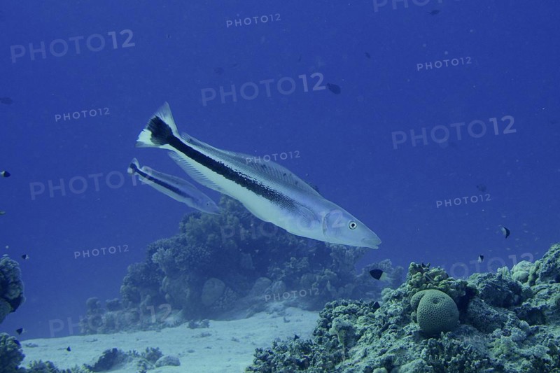 Blue head torpedo perch