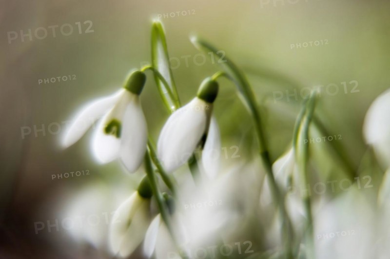 Common snowdrop