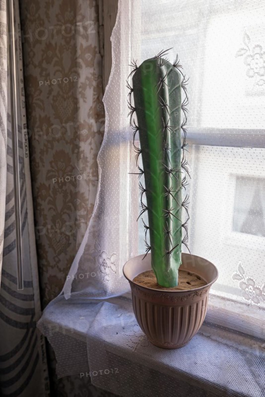 Plastic cactus in a window