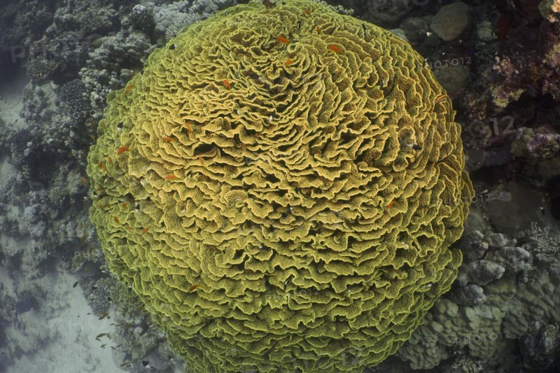 Yellow scroll coral
