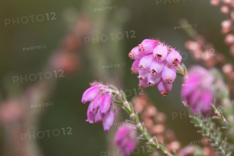 Cross-leaved heath