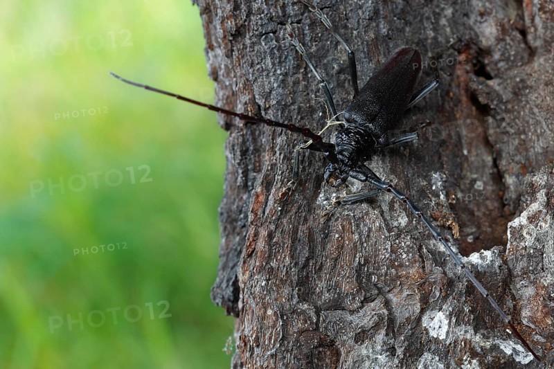 Great capricorn beetle