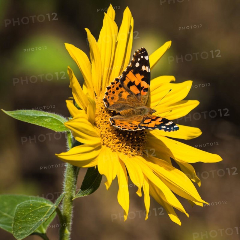 Butterfly on the sunflower. Bulgan Province Mongolia