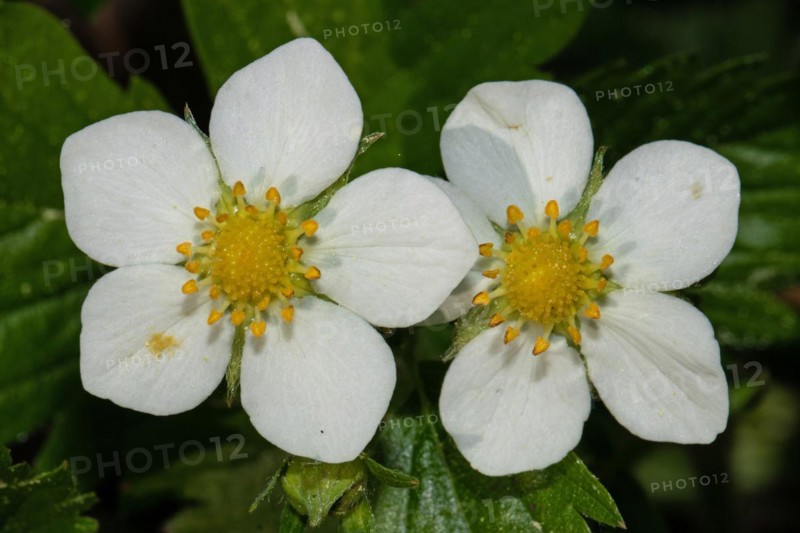 Wild strawberry two open white flowers next to each other between green leaves