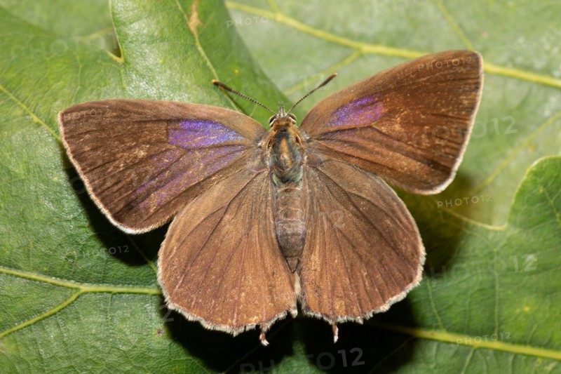 Blue oak butterfly female butterfly with open wings sitting on green leaf from behind