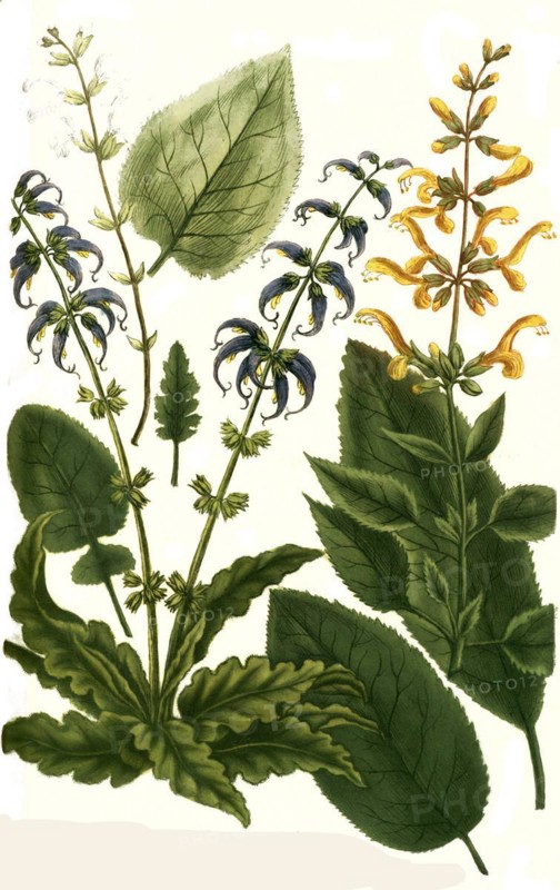 Botany