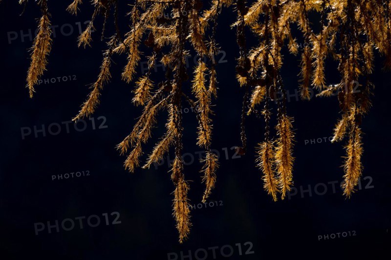 Autumn larch