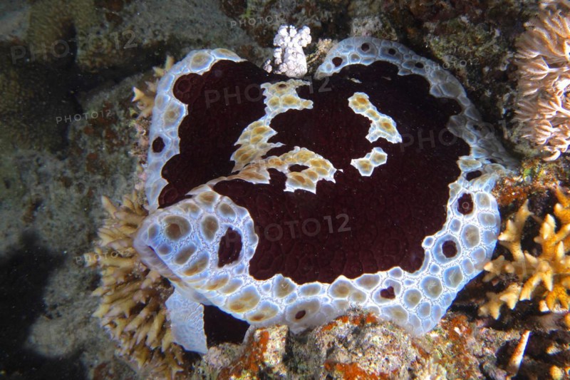 Large sofa cushion snail