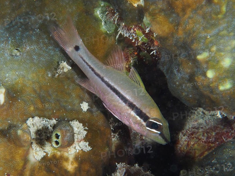 Eye shadow cardinalfish