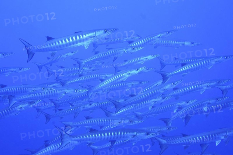 Group of blackfin barracuda