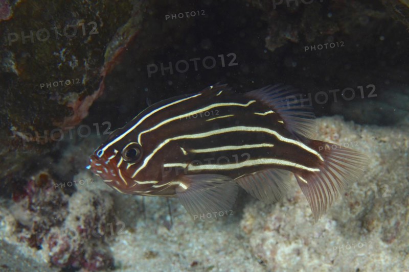 Six-lined soapfish