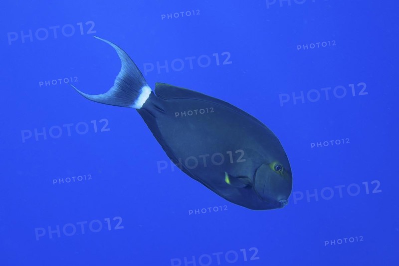 Atlantic monkfish Chromis limbatus) in front of a plain blue background