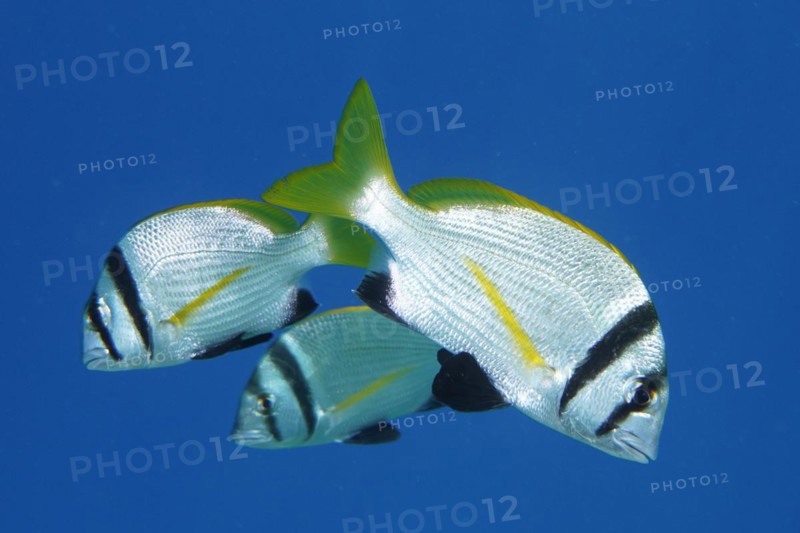 Group of double-banded sea bream