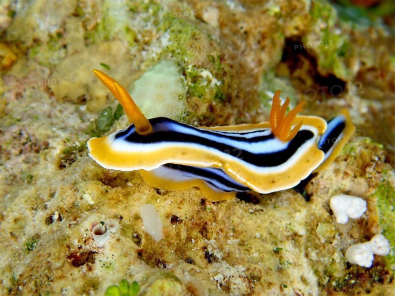 Africa star snail