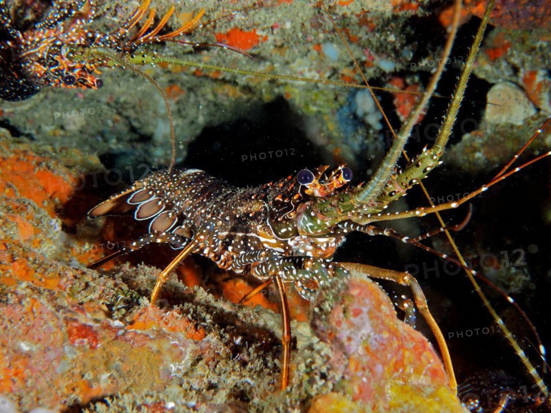 Guinea chick crayfish