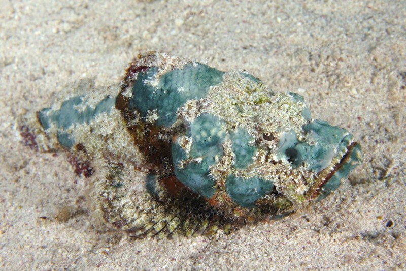 Juvenile false stonefish