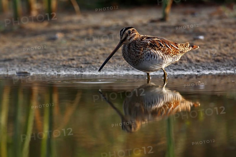 Common Snipe