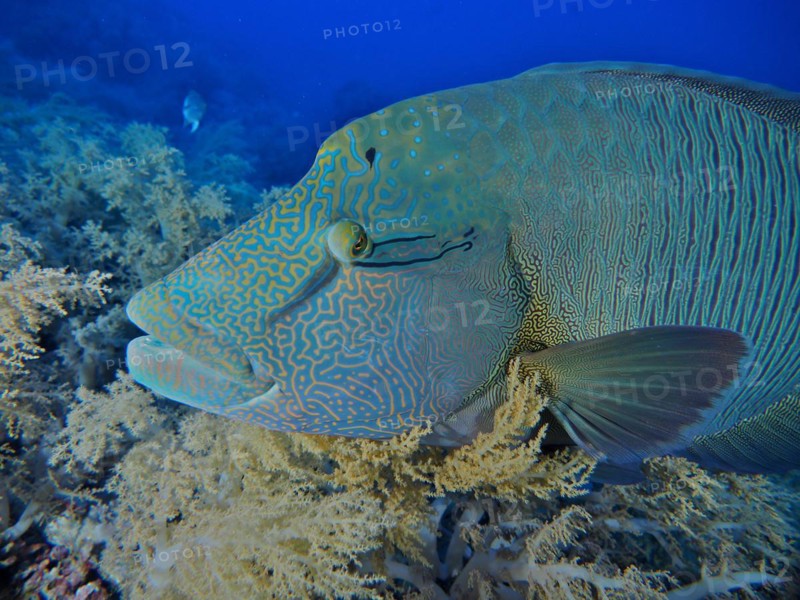 Close-up of humphead wrasse