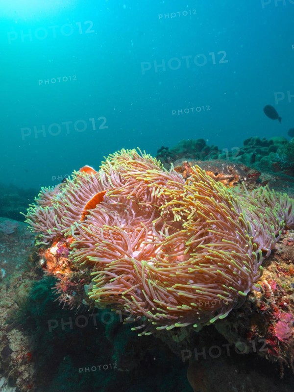 Magnificent sea anemone