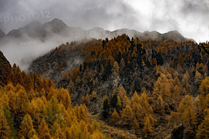 Autumn larch