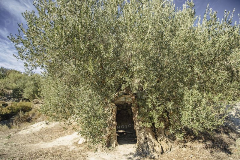 â€žOlivera bimilenaria de Gorgaâ€œ