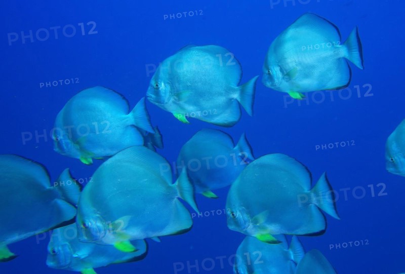 Group of roundhead batfish