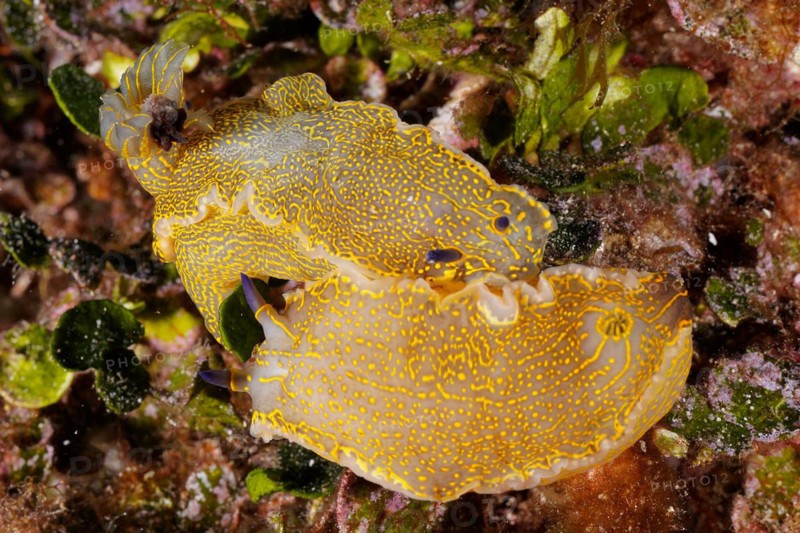 Yellow-violet star snail Star snail
