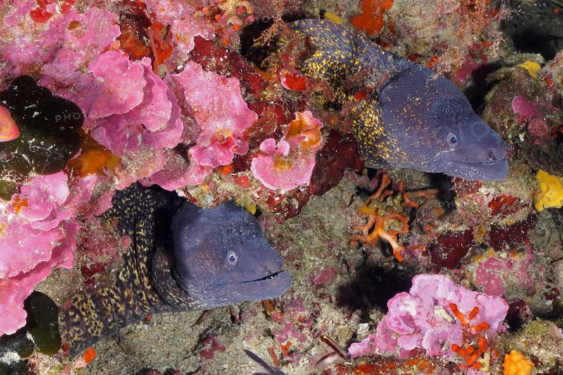 Two mediterranean morays