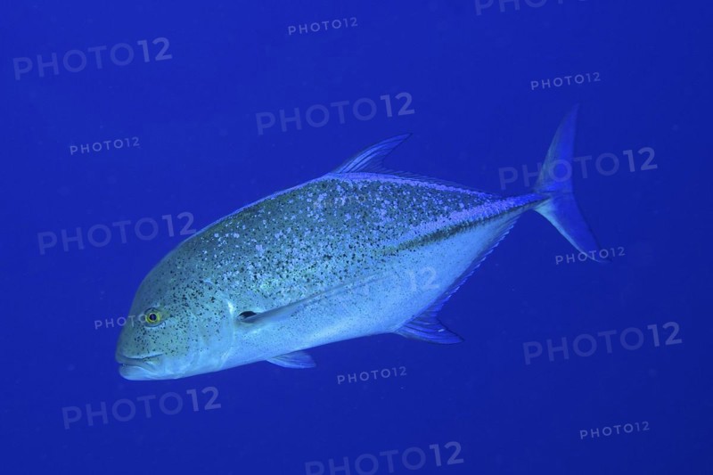 Bluefin trevally