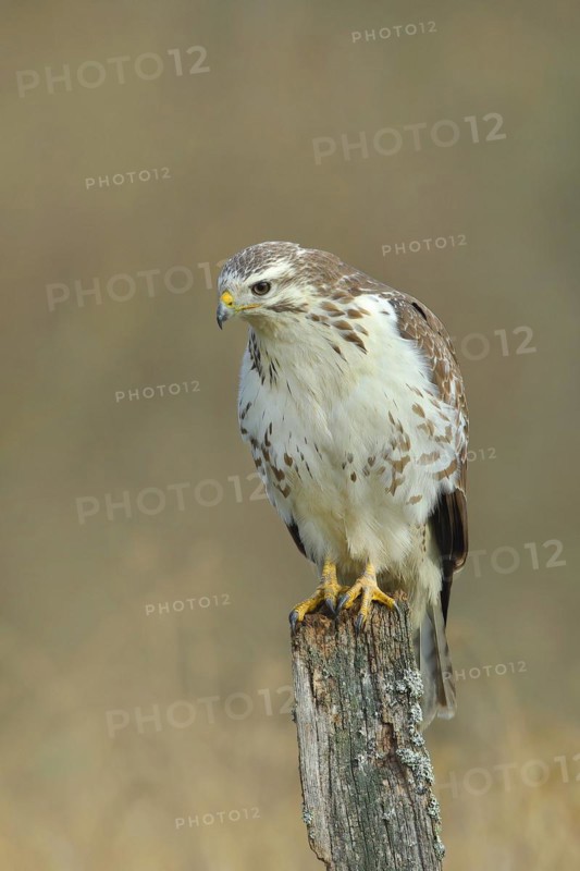 Common steppe buzzard