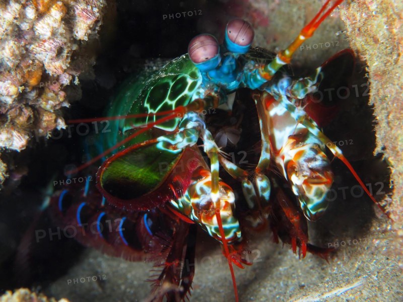 Portrait of peacock mantis shrimp