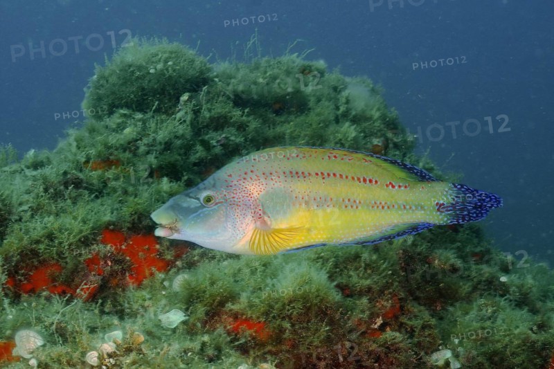 East atlantic peacock wrasse