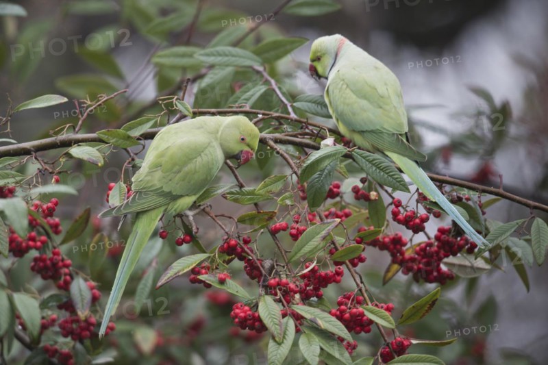 Rose-ringed parakeets