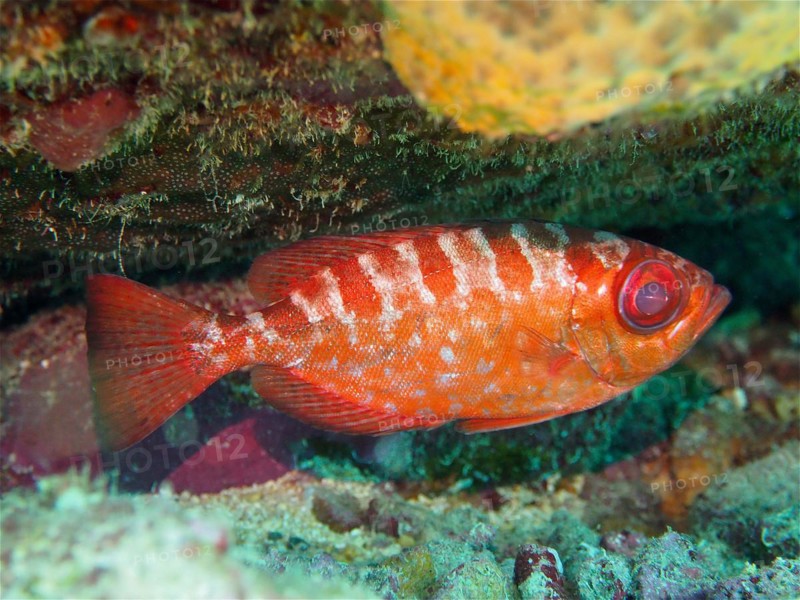 Atlantic bigeye bass