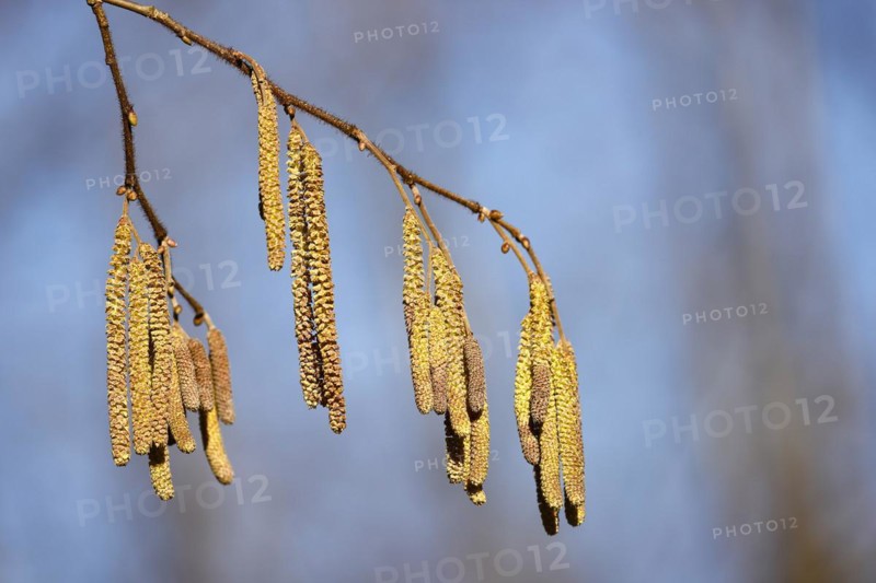 Common hazel