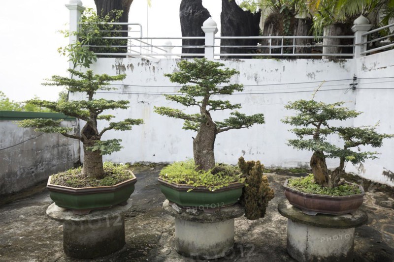Bonsai collection in the temple Wat Tham Khuha Sawan near Mekong River