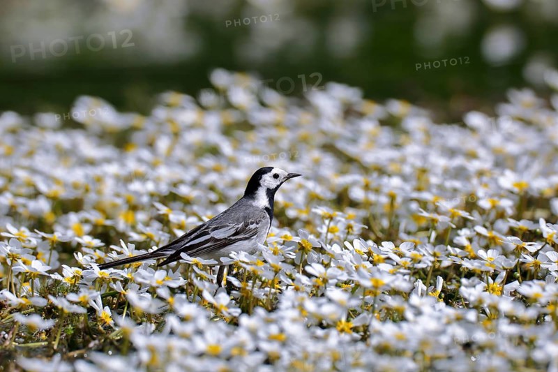 White wagtail