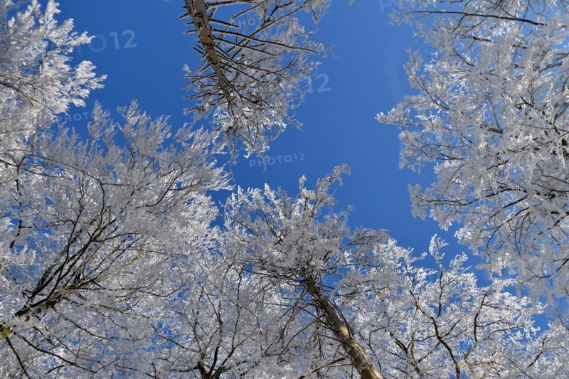 Tree tops with snow and hoarfrost against a blue sky in the Hunsrueck-Hochwald National Park