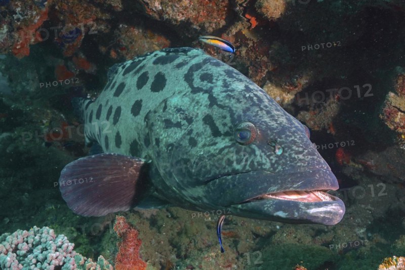 Potato grouper