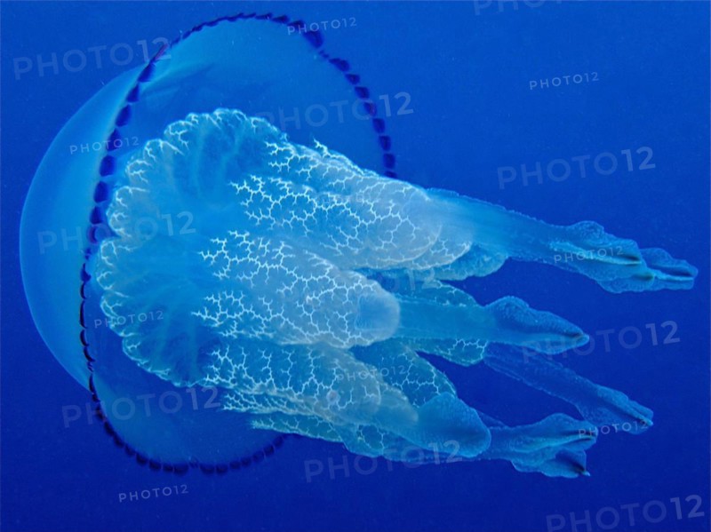 Barrel jellyfish