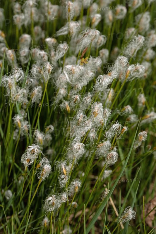 Sheath grass a few open white flowers next to each other