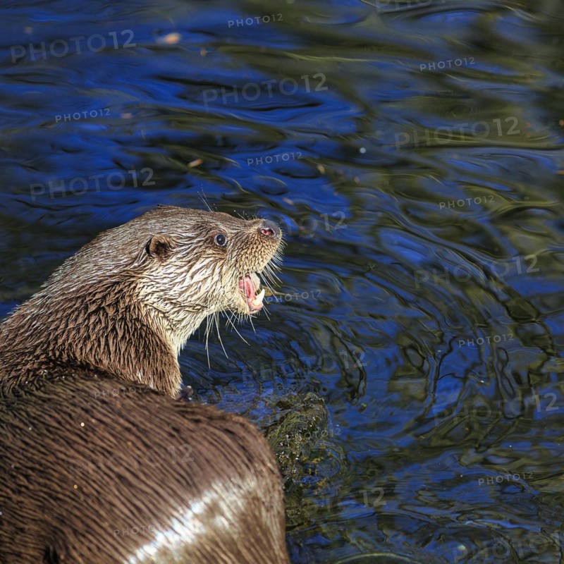European otter
