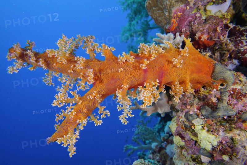 Hemprichs tree coral