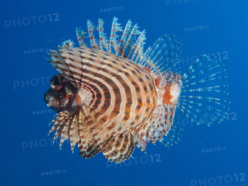 Red Sea dwarf lionfish