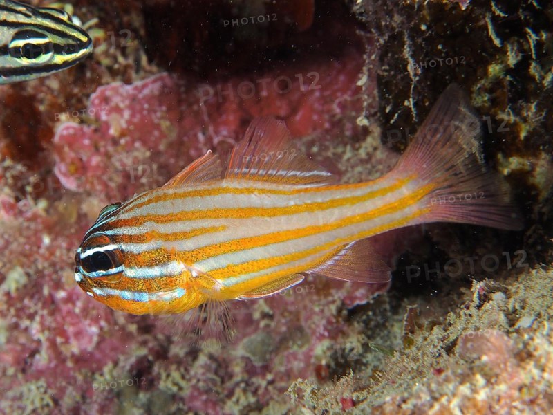 Golden-striped cardinalfish