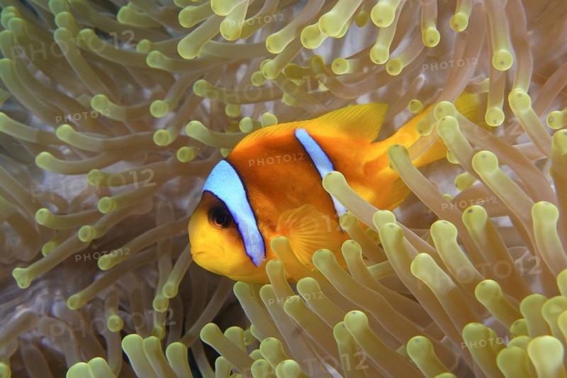 A red sea clownfish